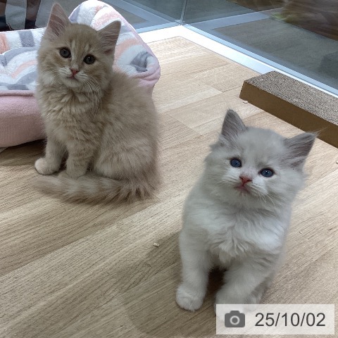 ラグドールの写真