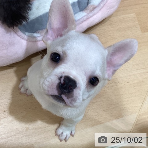 フレンチ・ブルドッグの写真