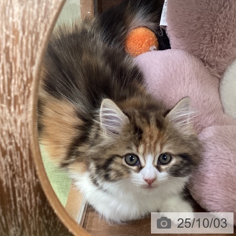 サイベリアンの写真
