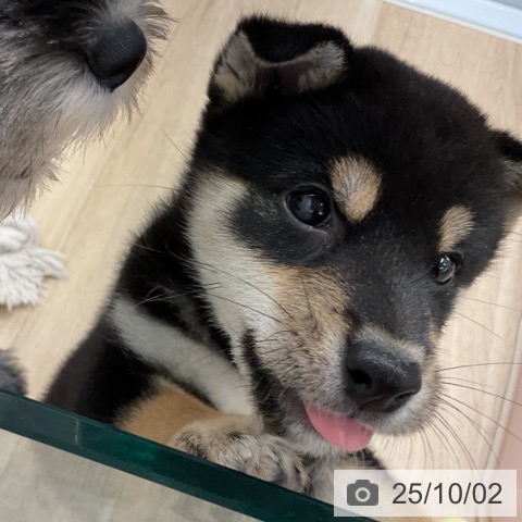 柴の写真
