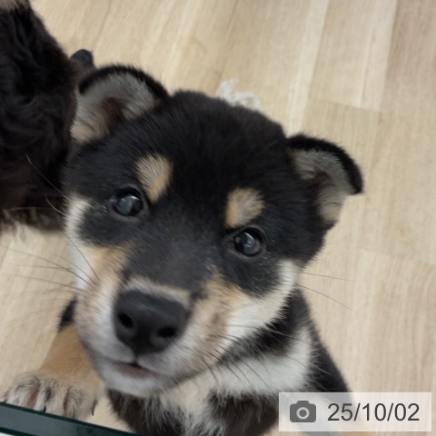 柴の写真