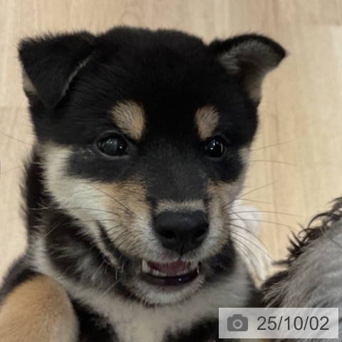 柴の写真