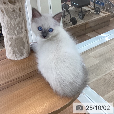 ラグドールの写真