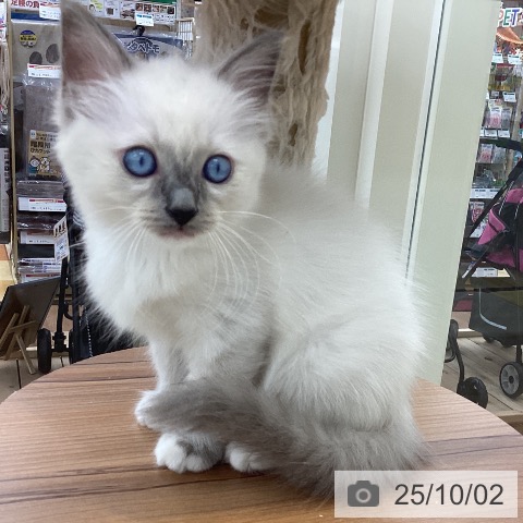ラグドールの写真