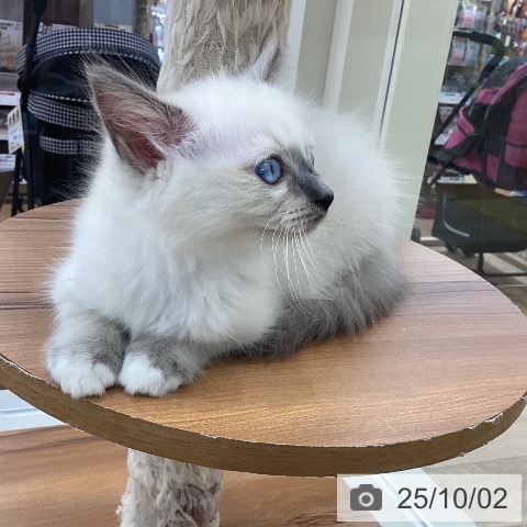 ラグドールの写真