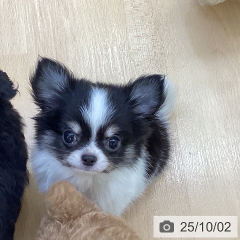 チワワの写真