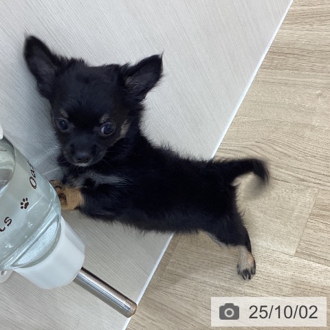 チワワの写真