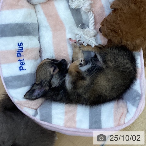 チワワの写真