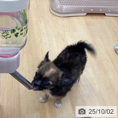 チワワの写真