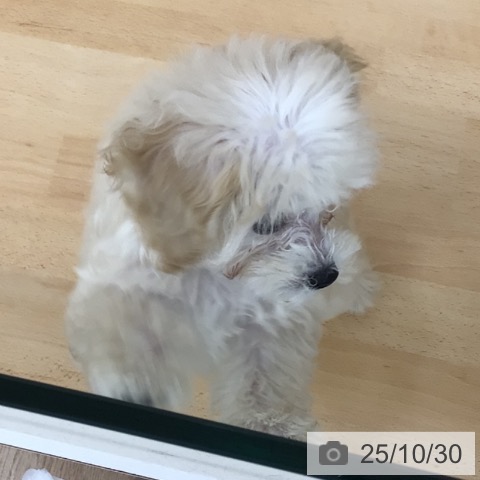 トイ・プードルの写真