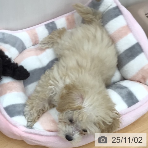 トイ・プードルの写真