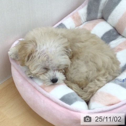 トイ・プードルの写真