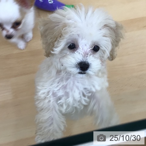 トイ・プードルの写真