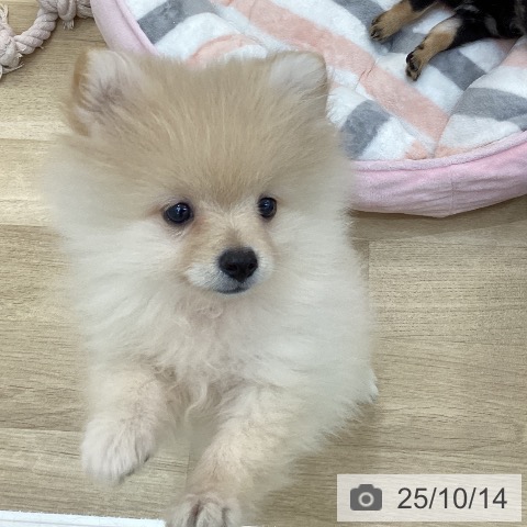 ポメラニアンの写真