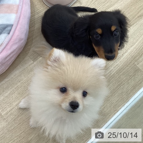 ポメラニアンの写真