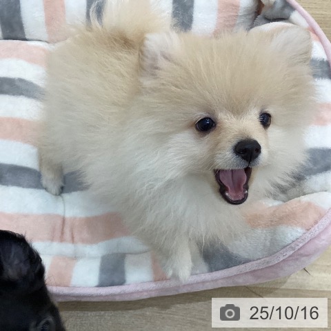 ポメラニアンの写真