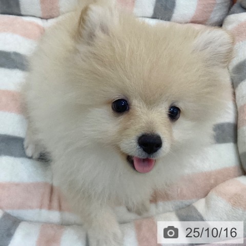 ポメラニアンの写真