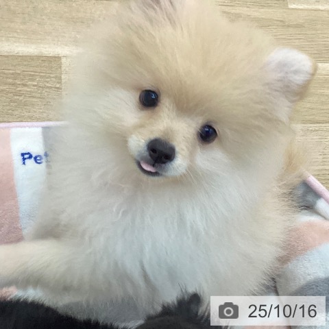 ポメラニアンの写真