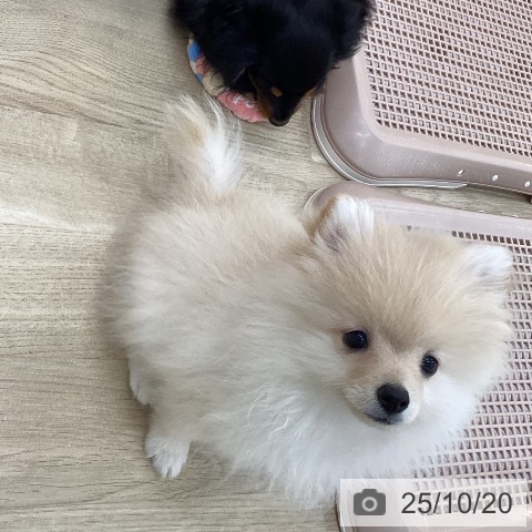 ポメラニアンの写真