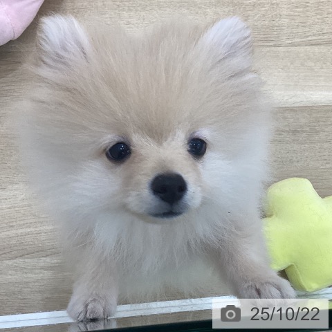 ポメラニアンの写真