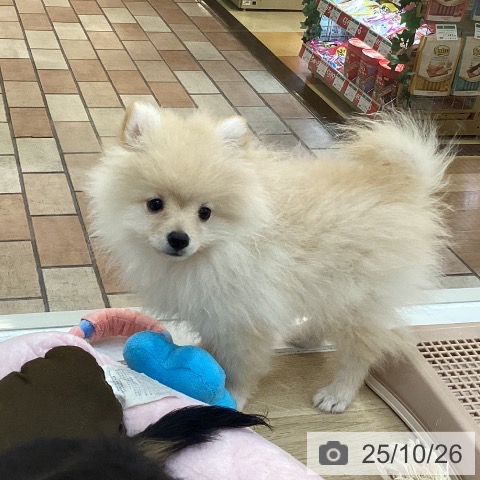ポメラニアンの写真