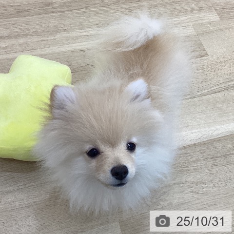 ポメラニアンの写真