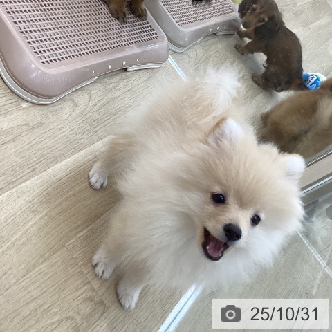 ポメラニアンの写真