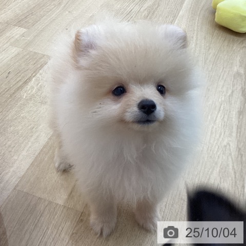 ポメラニアンの写真