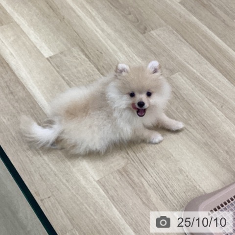 ポメラニアンの写真
