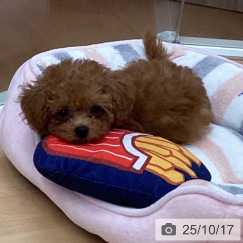 トイ・プードルの写真