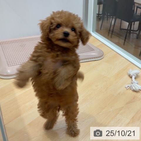 トイ・プードルの写真