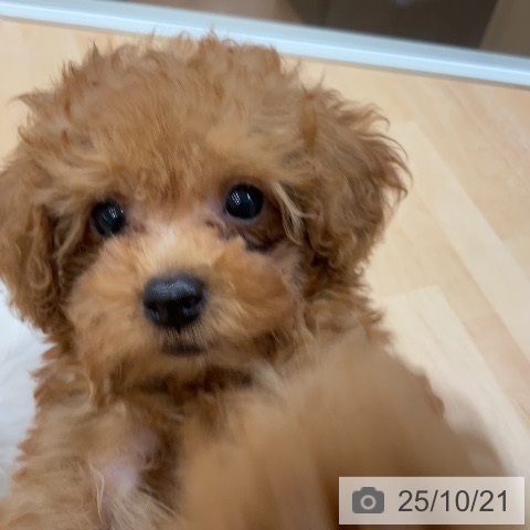 トイ・プードルの写真