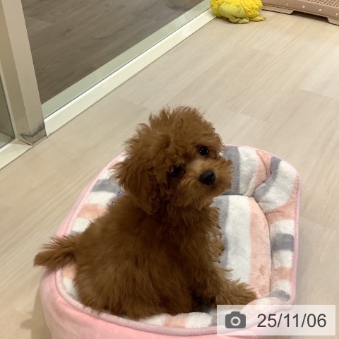 トイ・プードルの写真