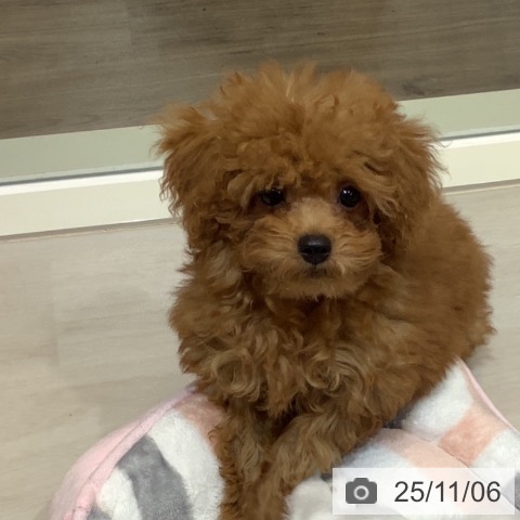 トイ・プードルの写真