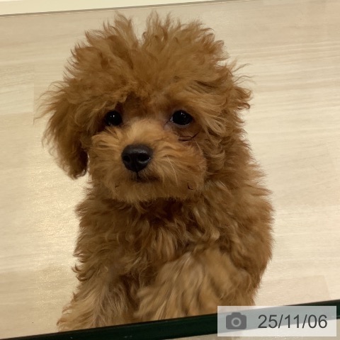 トイ・プードルの写真