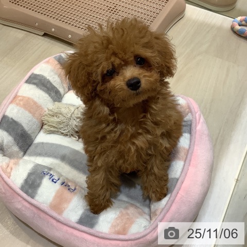 トイ・プードルの写真