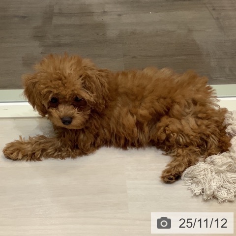 トイ・プードルの写真