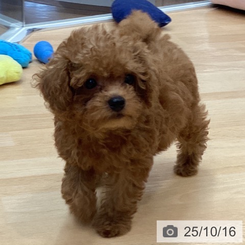 トイ・プードルの写真