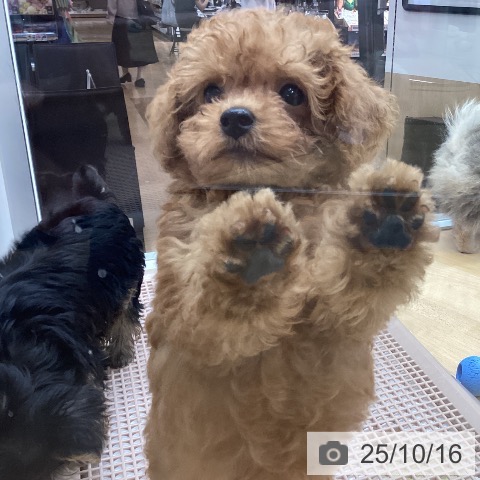 トイ・プードルの写真