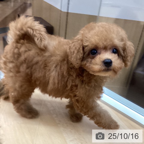 トイ・プードルの写真