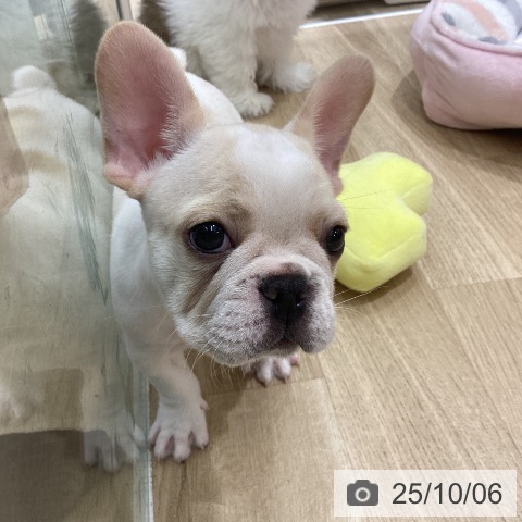 フレンチ・ブルドッグの写真