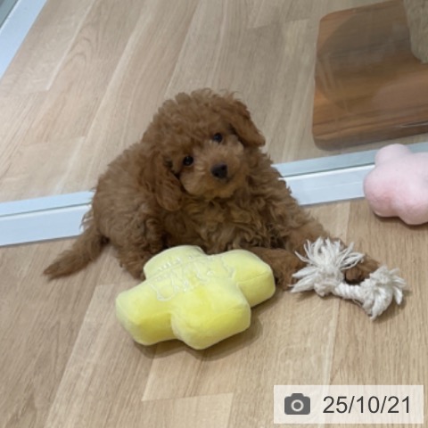 トイ・プードルの写真