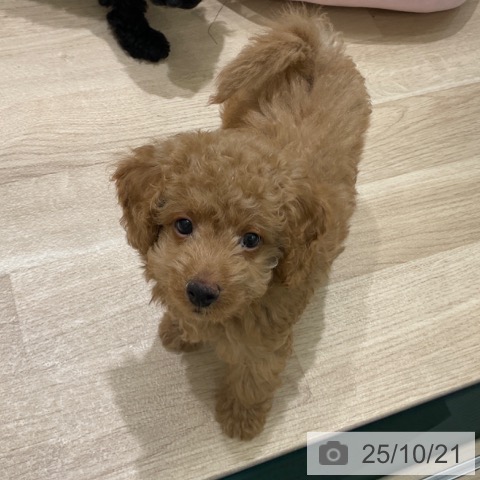 東京都のトイプードル(トイ) (ペッツワン 青梅インター店/2025年8月3日生まれ/男の子/レッド)の子犬の4枚目の画像