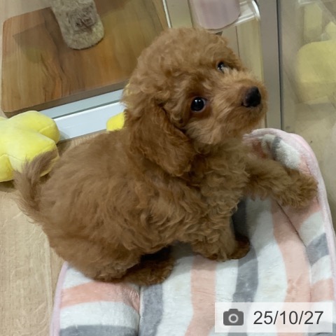 東京都のトイプードル(トイ) (ペッツワン 青梅インター店/2025年8月3日生まれ/男の子/レッド)の子犬の3枚目の画像