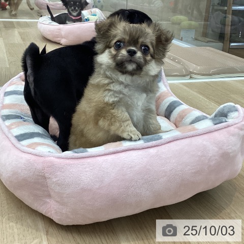チワワの写真