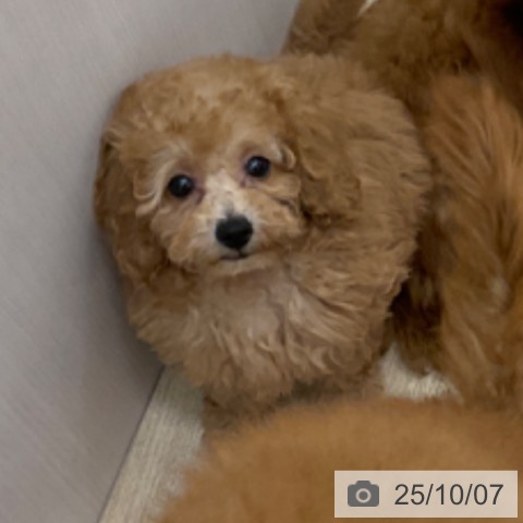 トイ・プードルの写真