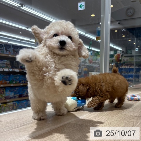 トイ・プードルの写真