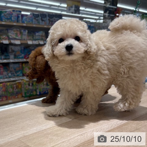 トイ・プードルの写真