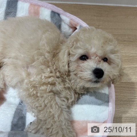 トイ・プードルの写真