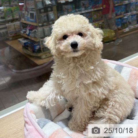 トイ・プードルの写真